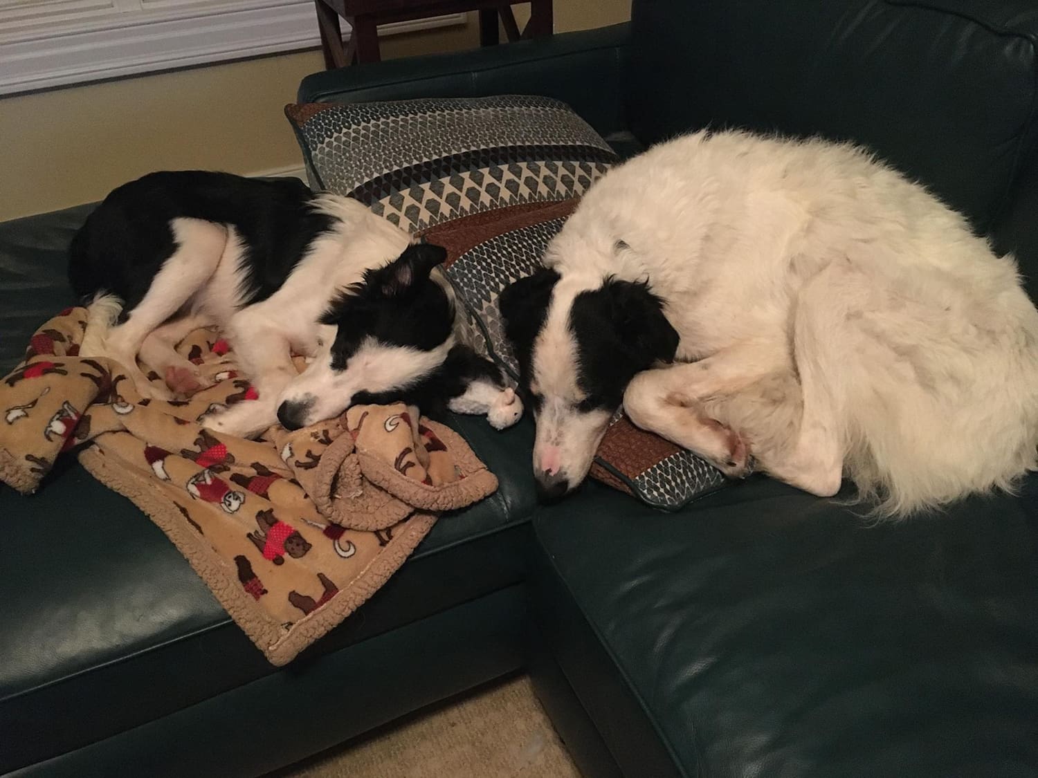 Casper and Spook from Texas