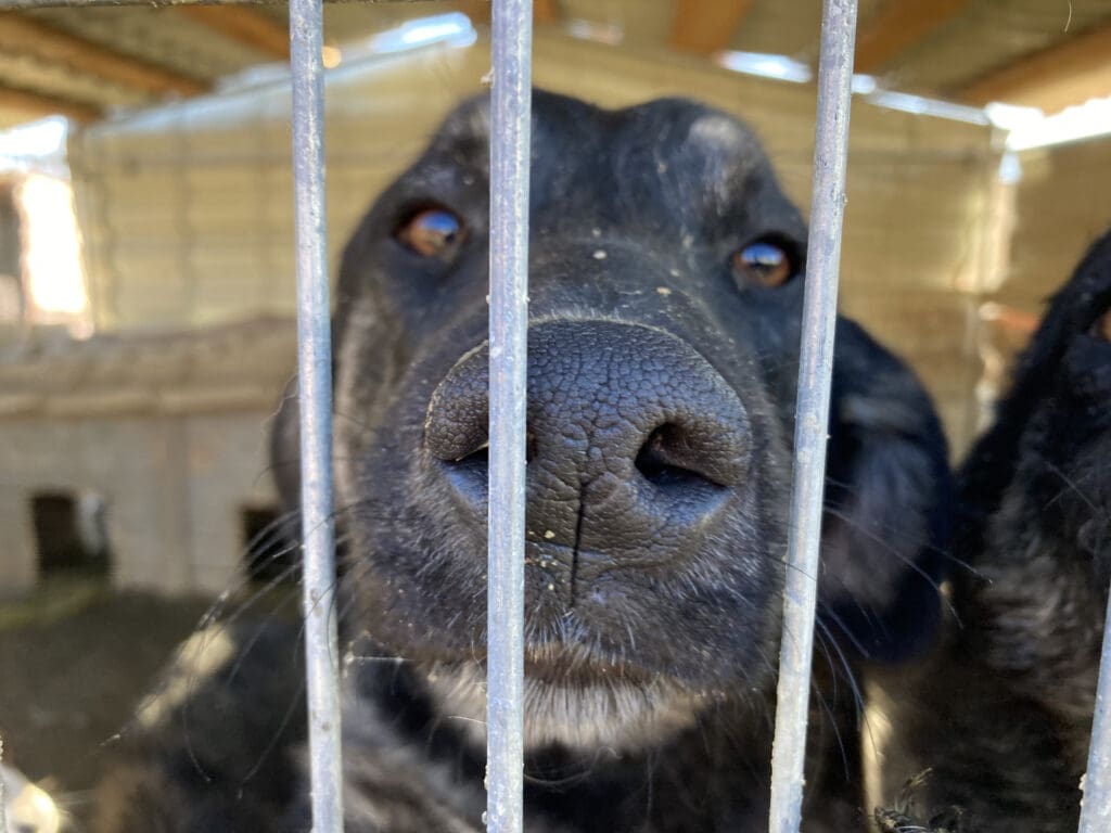 Solace for Strays Shelter