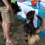 SD Caring for Canines hosts fundraiser at Braeburn Dog Park