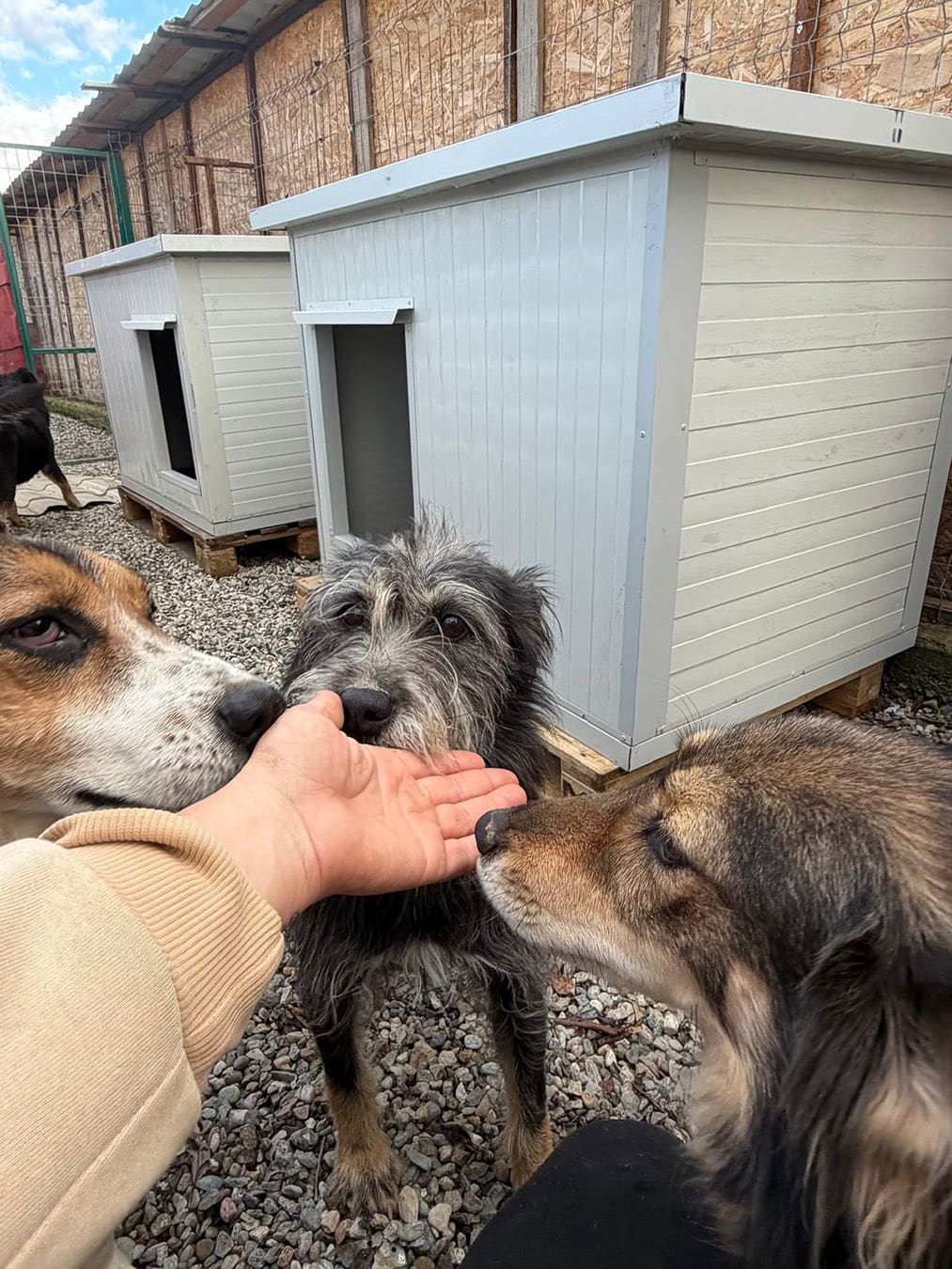 Dog Available For Adoption at Solace for Strays