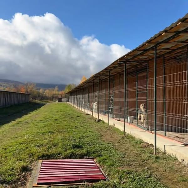 Dog Kennels at Solace for Strays