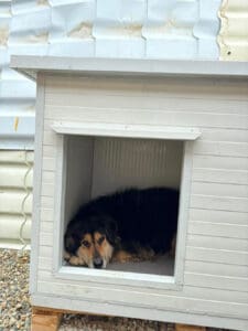 Dog enjoying insulated dog house that keeps them warm