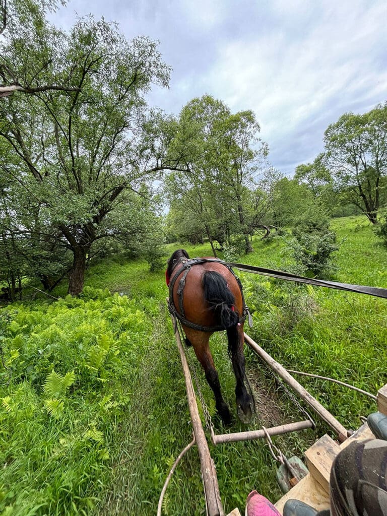 Horse Hauling Materials to Kennel Site