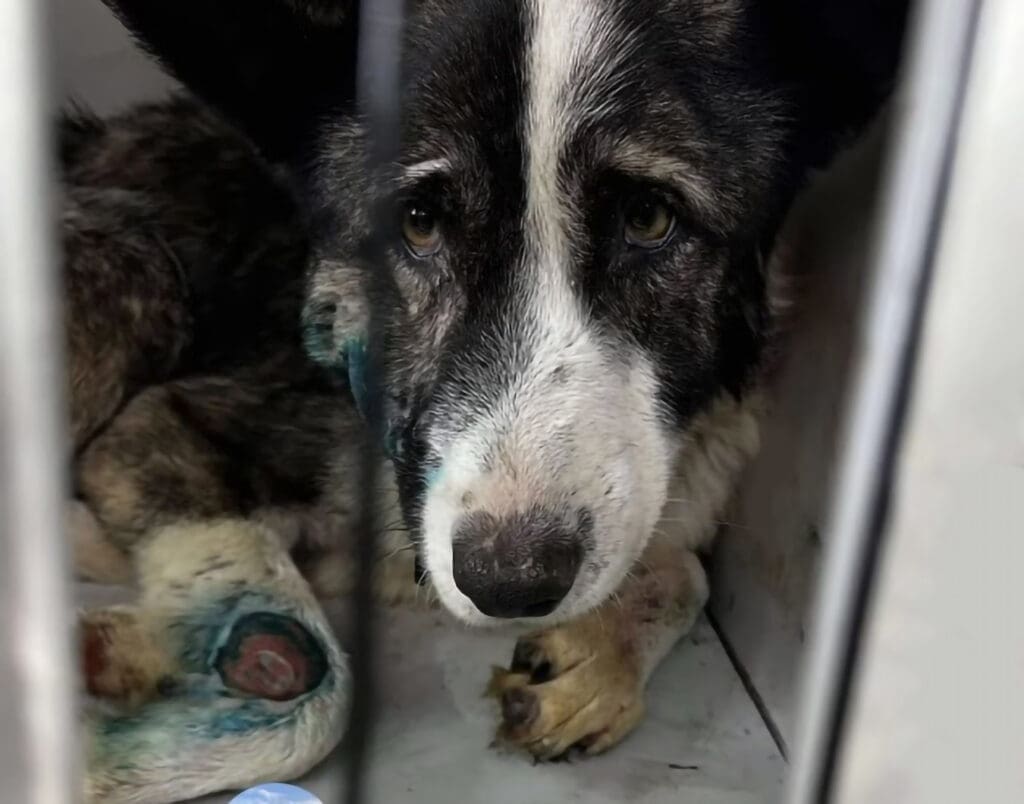 Patch-seen-in-kennel-with-dire-wound-on-his-front-leg