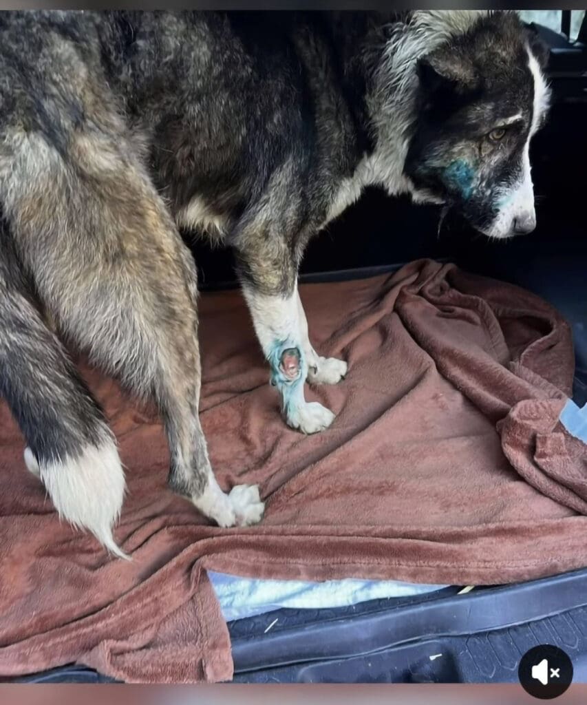Patch-with-wound-on-his-front-leg-when-he-was-rescued