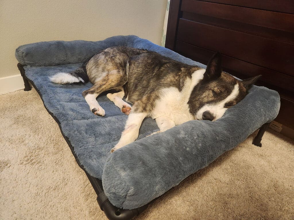 Rescue Dog Patch Sleeping Comfortably in His New Home