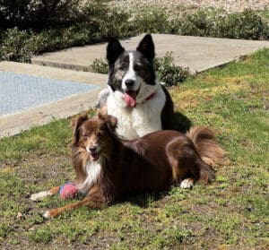 Rescue Dog Patch and his new family member Coco