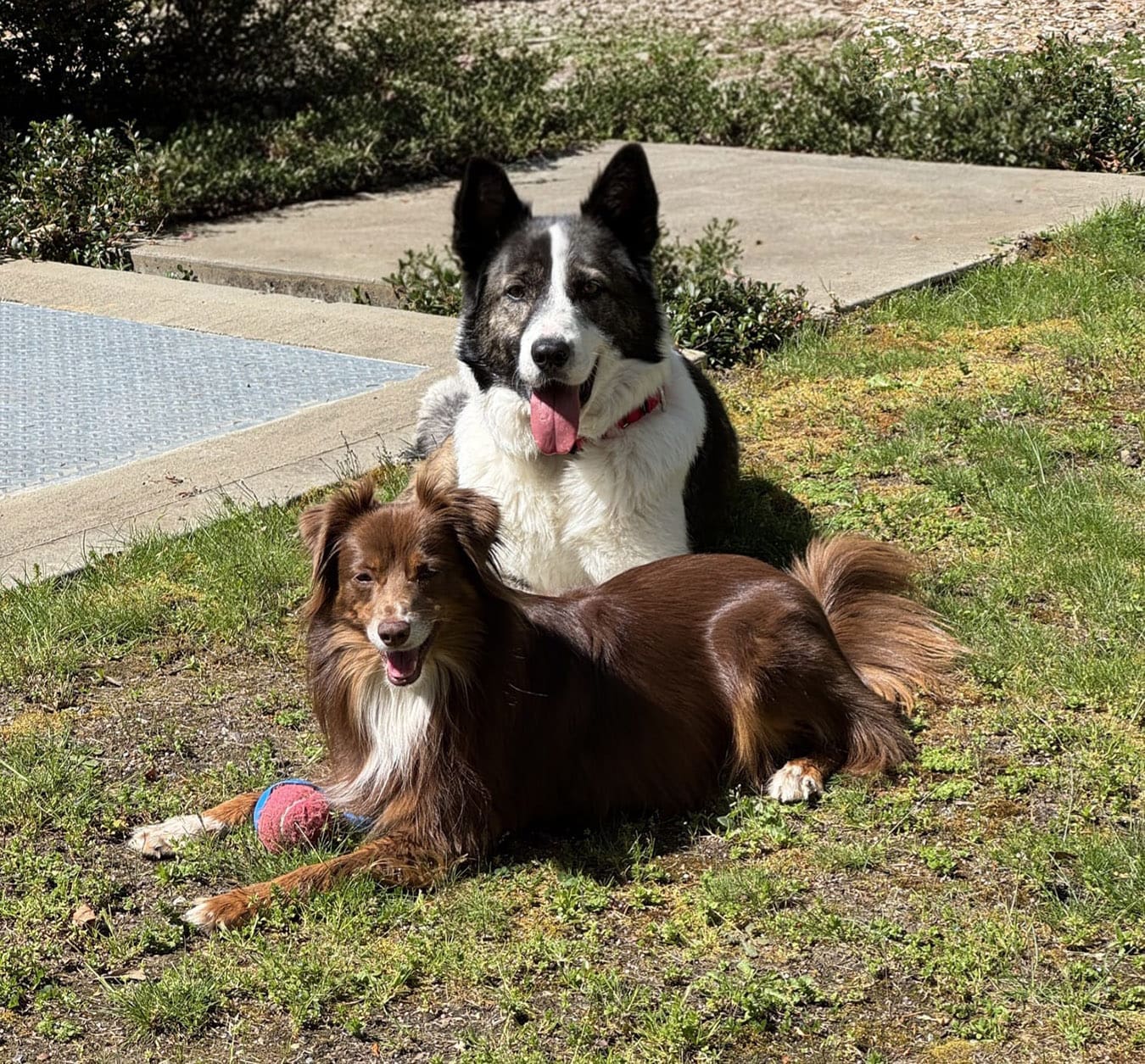 Rescue Dog Patch and his new family member Coco