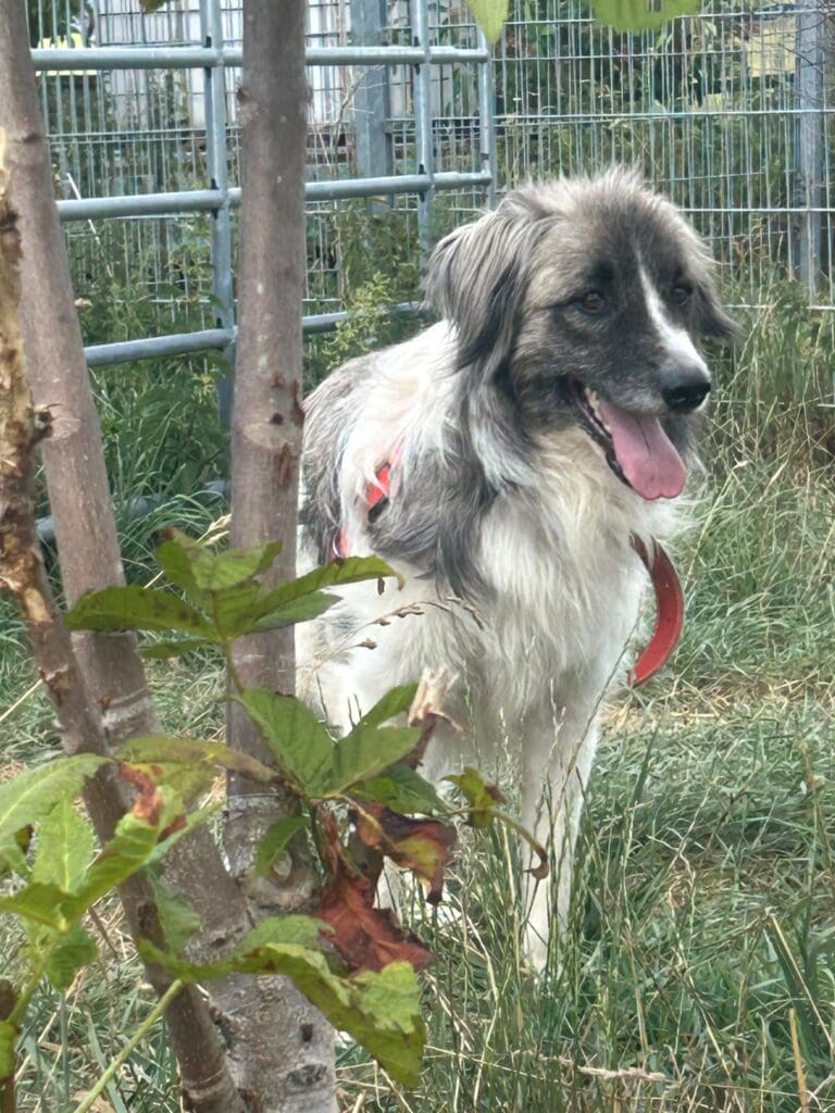 Rescue Dog Paltin happy to have a forever home