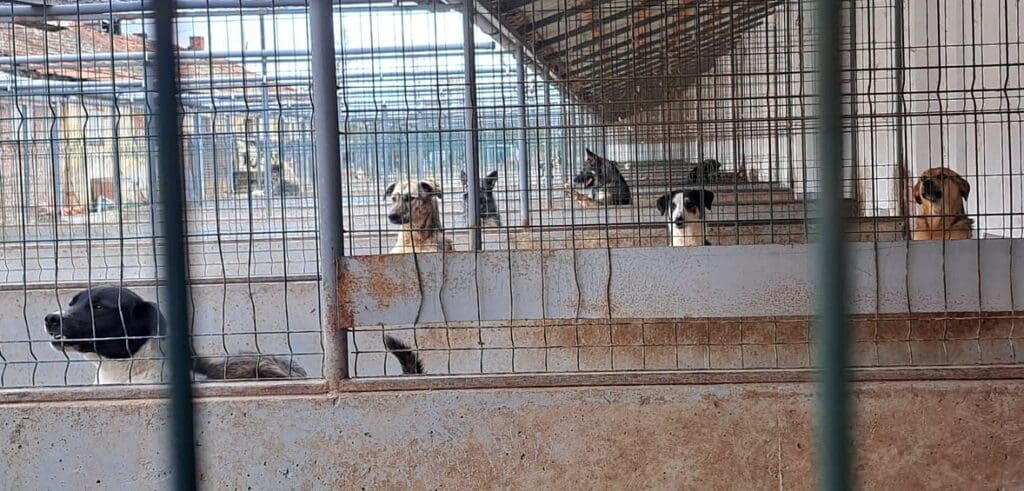 Rescue Dogs waiting for adoption in a shelter